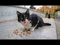 The Cute Tuxedo Kitten Is Very Happy And Meows Loudly For Food He Is Very Hungry