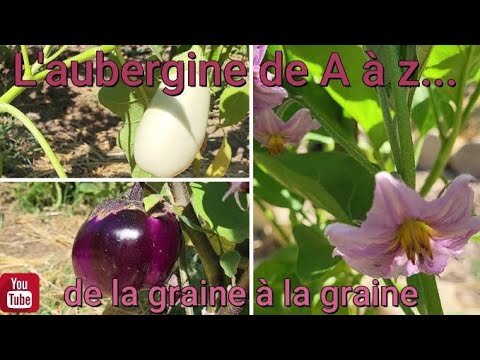 , title : 'L'aubergine de A à Z au potager !! des aubergines toutes la saison 😃'