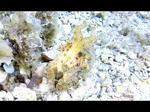 European common cuttlefish, Sepia officinalis, Sepie