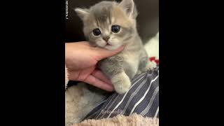 Download lagu Why Is Baby Kitty Shocked? 🐱❤️ #shorts mp3