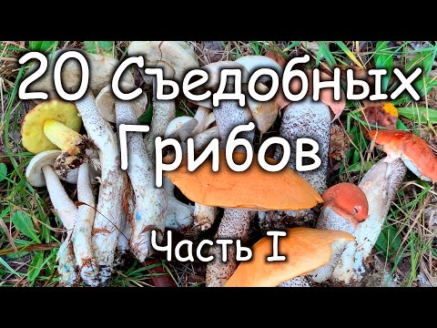 20 Съедобных Грибов В Которых Нельзя Ошибиться! Часть 1