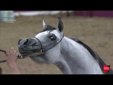 N.259 SHABAB AL NASSER - 2019 Qatar Individuals - Stallions 4 to 6 Years Old (Class 10A) .mp4