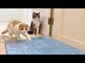 廊下にプチプチを敷いたら猫たちの歩き方がこうなっちゃいましたw