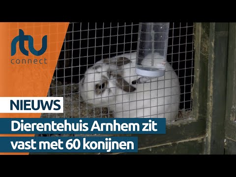 , title : 'Dierentehuis Arnhem zit vast met 60 gevonden konijnen'