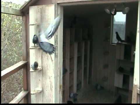 Visokoletaci Presheva899 USA  Video 4