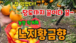 새콤달콤 노지황금향 수확 판매