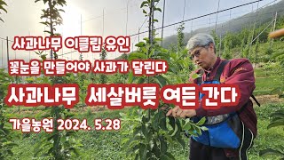 사과나무 유인 간단한  이클립 어릴때 는 요게 딱 꽃눈만들기  [사과재배방법]