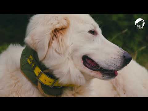 Story of Togetherness - Deborah and Gabriel, Shepherds in Ceno Valley