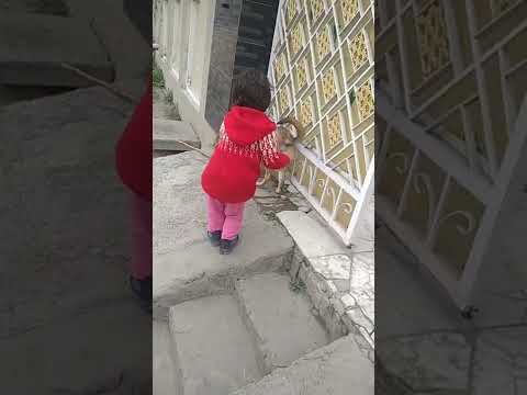 Chicken Kuk Doo Koo Full video Bajrangi Bhaijaan song