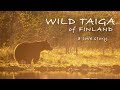 WILD TAIGA OF FINLAND A LOVE STORY Wildlife Photography Photo Blind Bears And Wolves
