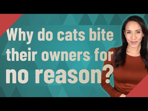 Why do cats bite their owners for no reason?