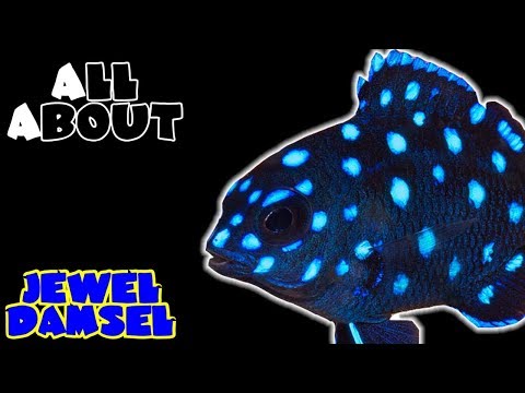 All About The Jewel Damsel