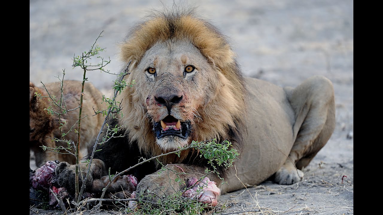 LIONS VS HYENAS - Clash of Enemies