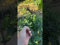 Why I Cut My Seeds Before I Plant Them