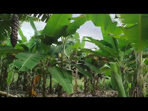 Chácara 1,6 hectares R$ 200,000 mil Cidade Salinas Mg norte minas gerais ZAP 38)999641864 Luiz 