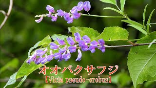 山野草・秋編＃102　オオバクサフジ（大葉草藤）