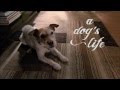 A Dog's Life - Trailer