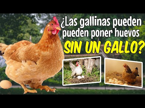 , title : '¿Pueden las gallinas poner huevos sin tener un gallo cerca? 🐔'
