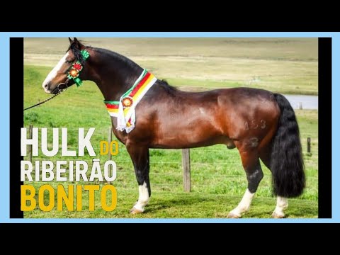 HULK DO RIBEIRÃO BONITO #crioulogenetics #abccc #horse #abccc #crioulohorse