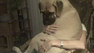 preview picture of video 'Bullmastiff scared of fireworks turns into lapdog.'