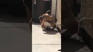 The Bully Campline's Trash