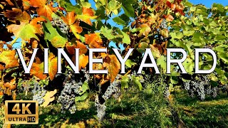 4K The Vineyard Ambience / Relaxing Nature Sounds/ Soothing Sounds
