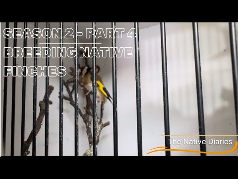 Breeding Native British Finches - Season 2 Part 4
