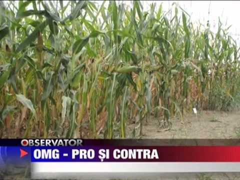 Organismelor Modificate Genetic - pro si contra