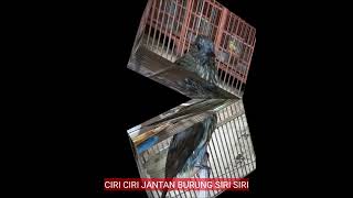 Download lagu The characteristics of the Siri Siri bird are accurate. mp3 Download lagu The characteristics of the Siri Siri bird are accurate. mp3