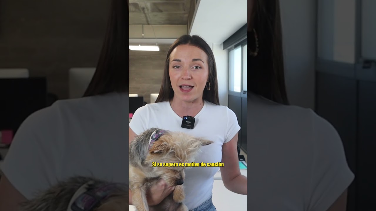 🐶💼 ¿Puedo llevar al perro al trabajo?