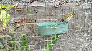 Download lagu Puteh Therapy Full Respon mp3