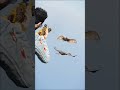Bird Kills Style In GTA 5 Shorts