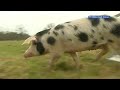 GLD Nieuws 17 maart 2012 - Nieuws