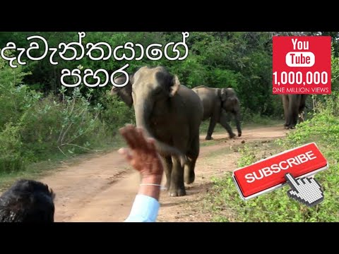 Elephant Attack in National park  ( Subscribe our Chanel👈👈 ) #elephantattack #elephant