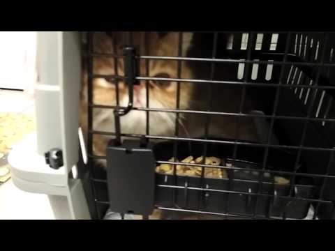 download lagu mp3 mp4 Exotic Shorthair Hong Kong, download lagu Exotic Shorthair Hong Kong gratis, unduh video klip Exotic Shorthair Hong Kong