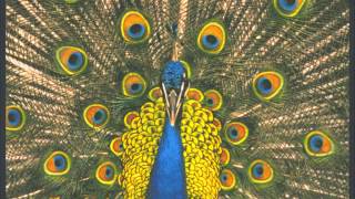 Tiger Lily Music Video