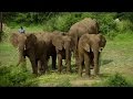 Mystery Of Elephant Infrasounds Revealed Animal Super Senses BBC Earth