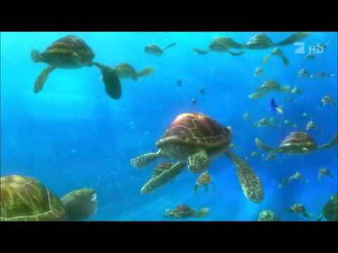 Procurando Nemo - Crush (tartarugas)