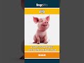 pig - a farm animal that is often... video thumbnail