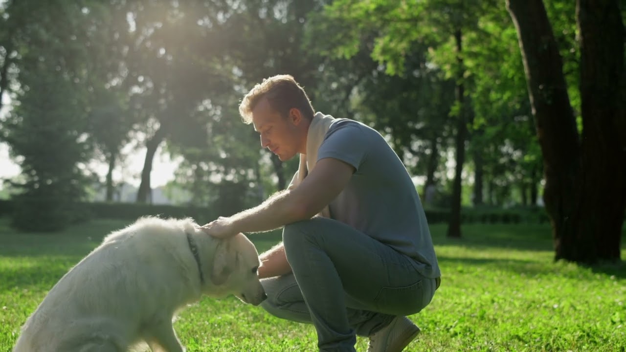 Pet Stop® Link™ EcoLite™ WiFi System (AnDi's Pet Perimeters)