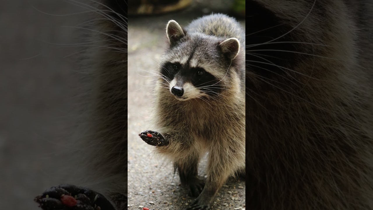 Shamanic Spirit Animal Message | Raccoon | Universal Alignment #shamanichealing