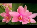 EN MALARUM NINAIVUGAL RARE SONG OF MKT BAGAVATHAR THEIN KUYIL POLE PUTHU VAAZHVU