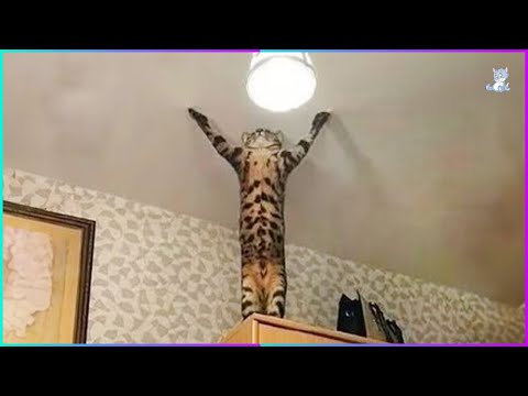 When your dog becomes a big brother - CUTE MOMENTS DOG AND HUMAN