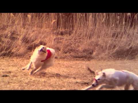 Coursing Mistelbach 2015