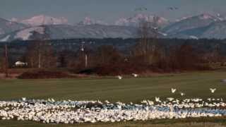 preview picture of video 'Snow Geese arriving in Farm Field / Snohomish, WA'
