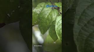 Prakiraan Cuaca dari BMKG Besok Kamis 16 Maret 2023, 29 Wilayah Berpotensi Terjadi Cuaca Ekstrem