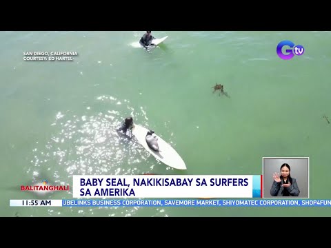 Baby seal, nakikisabay sa surfers sa Amerika BT