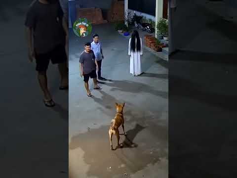 Chú cún sủa vang, dù người đàn ông không nhìn thấy, bỗng nhiên hiện tượng quá lạ xuất hiện #shorts