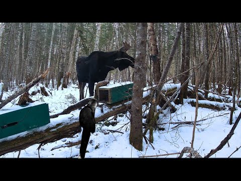 Fisher Trapping Trail Camera Footage and Beaver Trapping