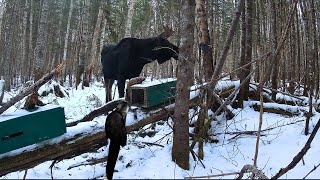 Fisher Trapping Trail Camera Footage and Beaver Trapping